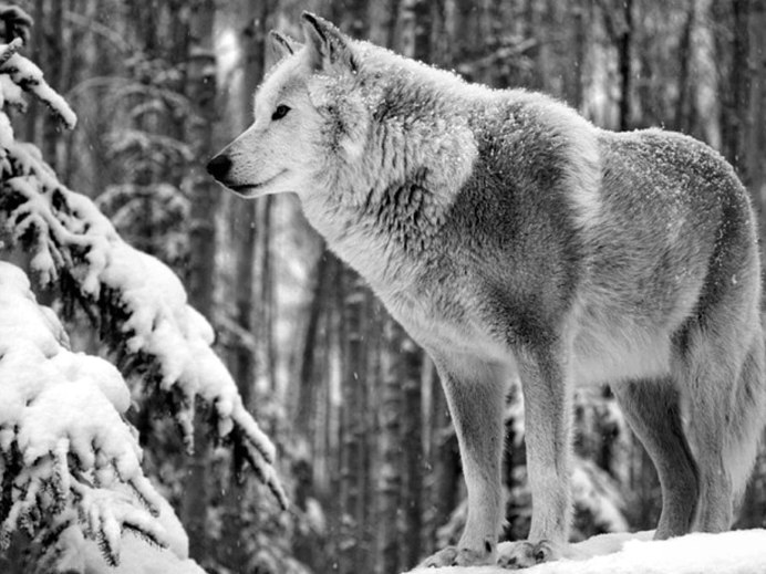 Canis Lupus tundrarum