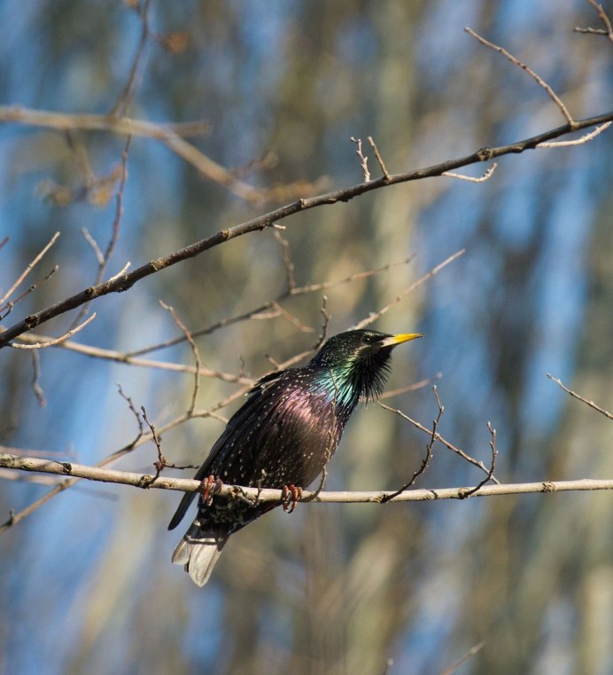 Acridotheres tristis