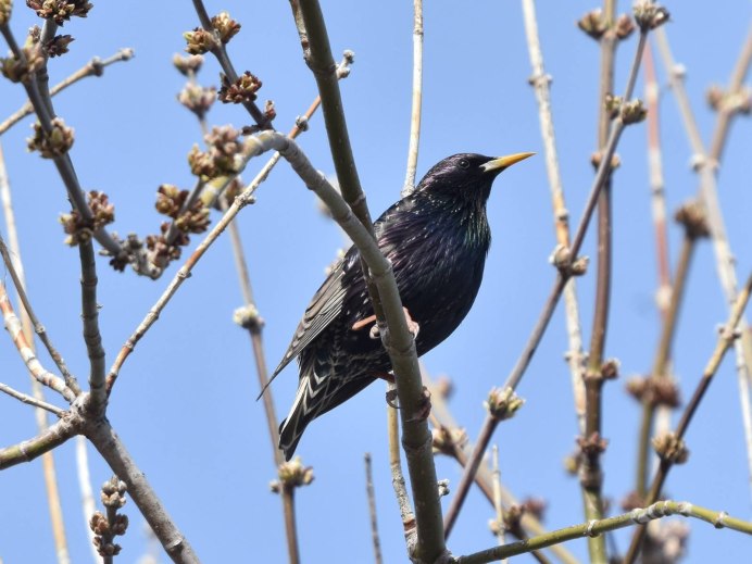 Starling картинки и фото