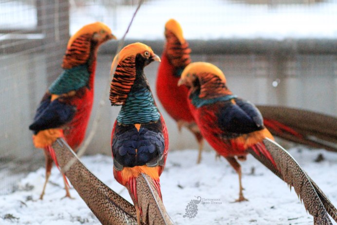Павлиний фазан (Polyplectron bicalcaratum)
