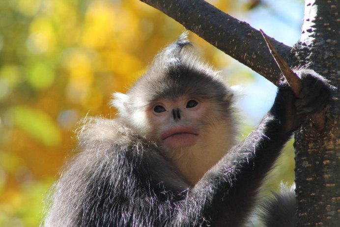 Brown-Mantled Tamarin, Saddleback Tamarin зоопарк
