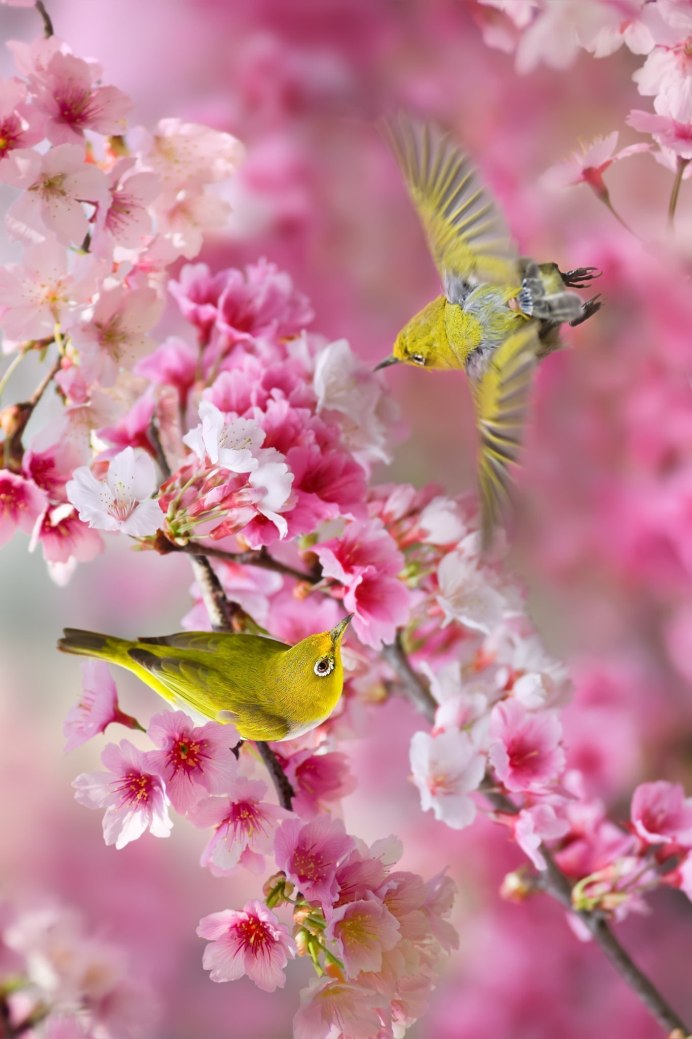 Природа цветы птицы