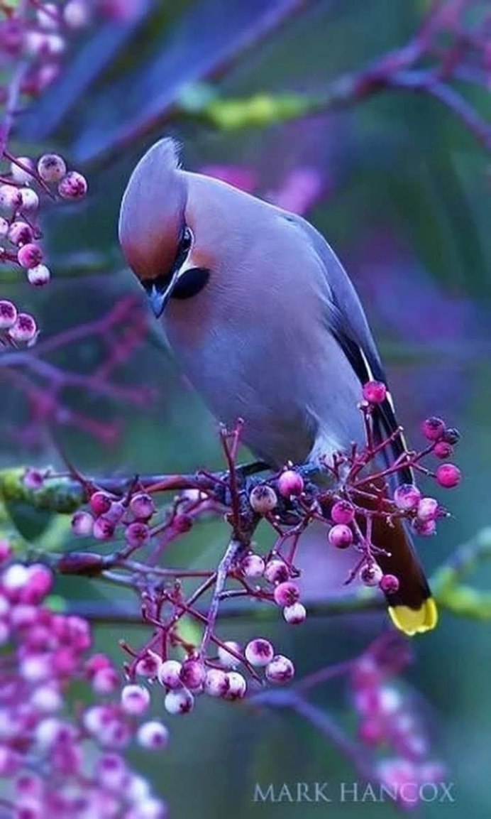 Живая природа птицы