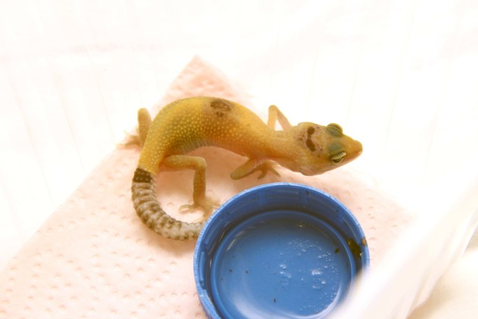 Эублефар голубоглазый