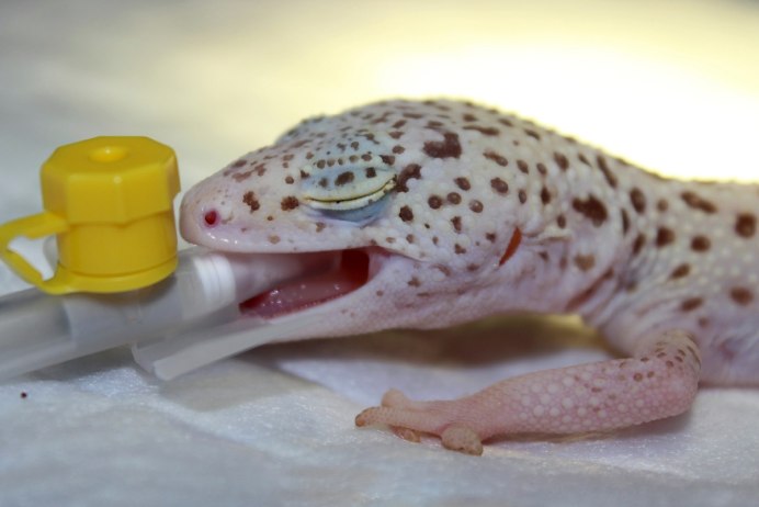 Ящерица пикабу