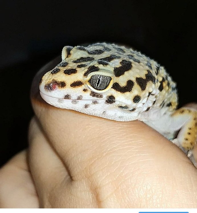 Эублефар светлый