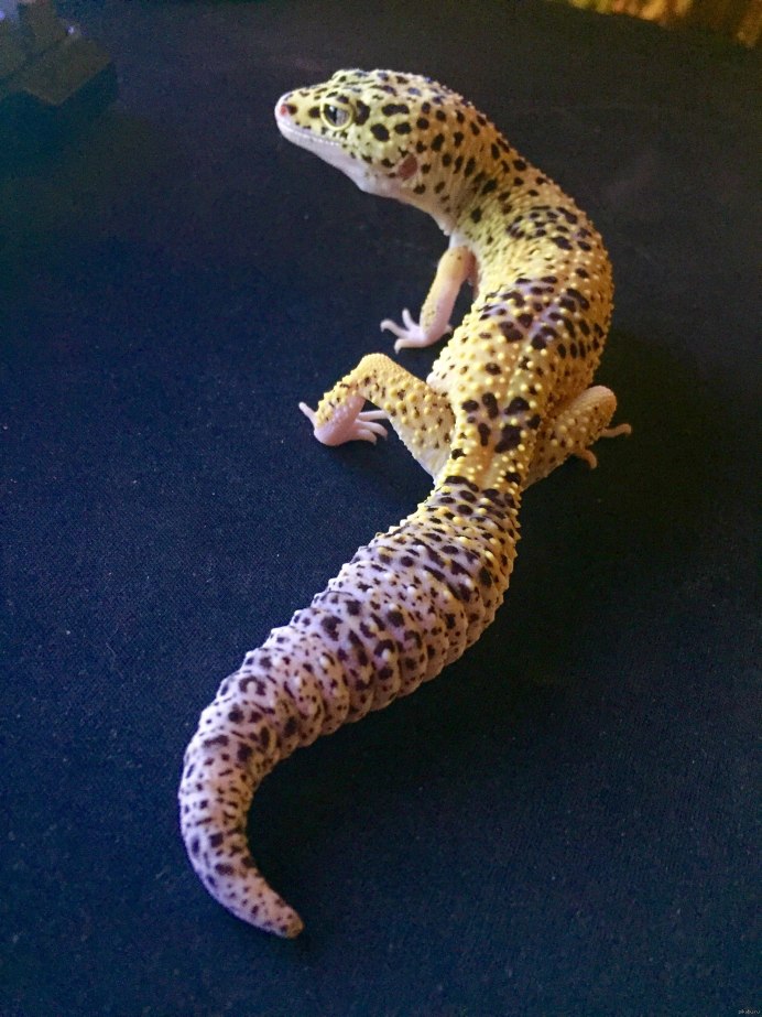 Эублефар дракон