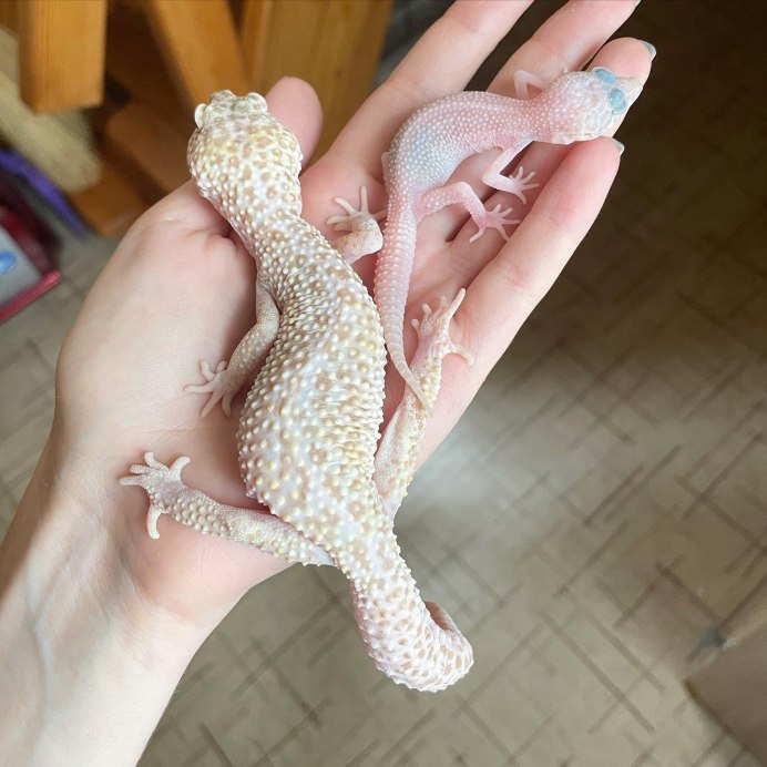 Тихоокеанский геккон