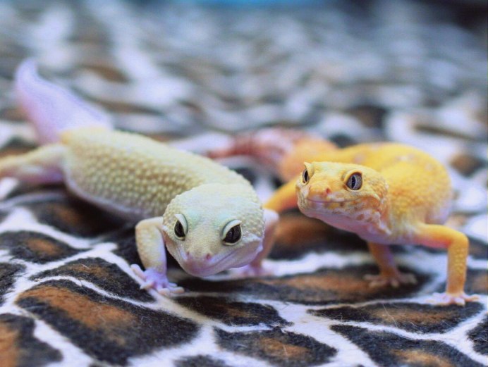 Рептилии для дома