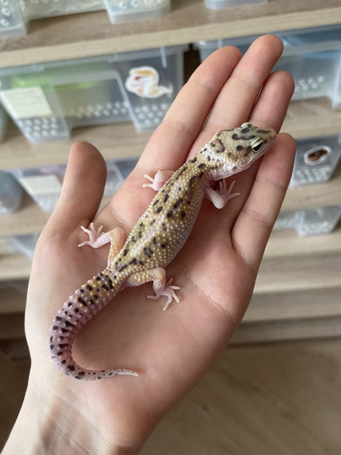 Тритон эублефар