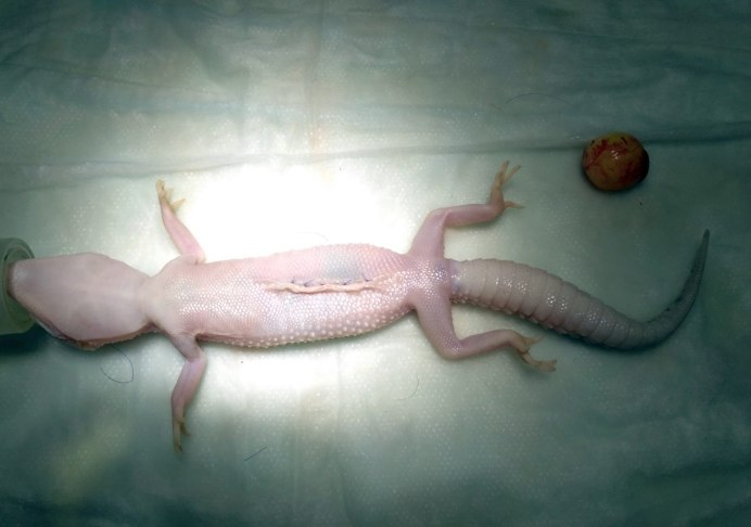 Ящерица эублефар самка