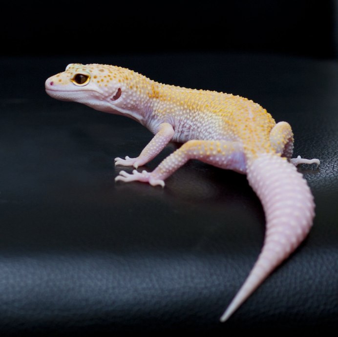 Ящерица эублефар самец