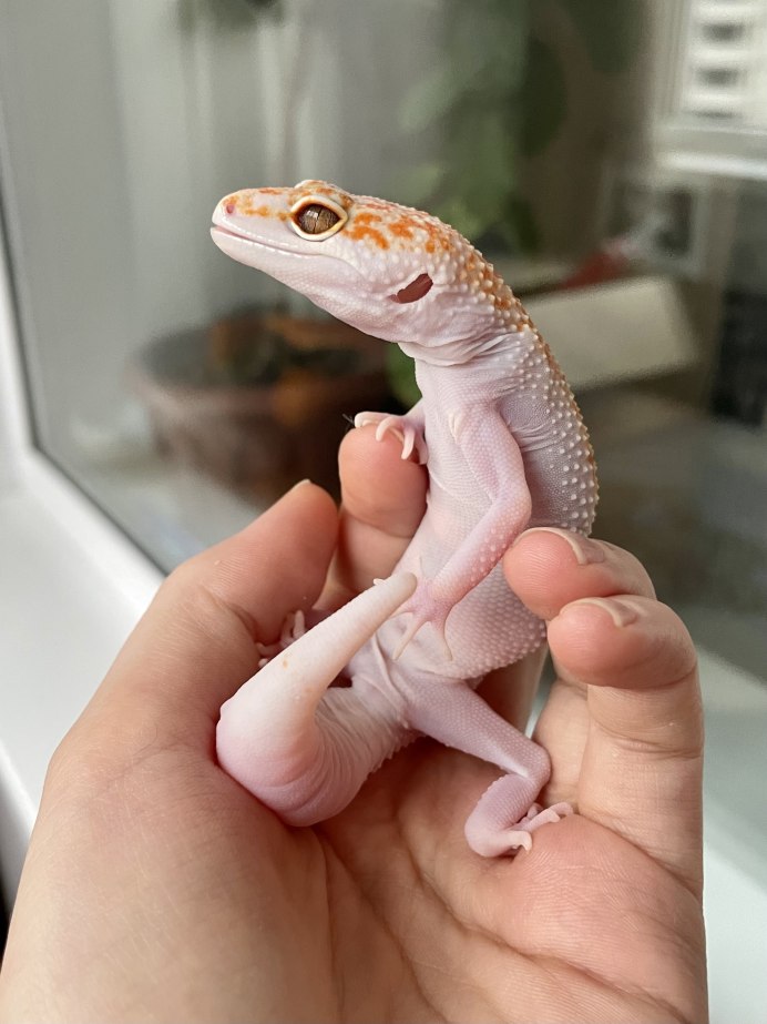 Леопардовый эублефар малыш