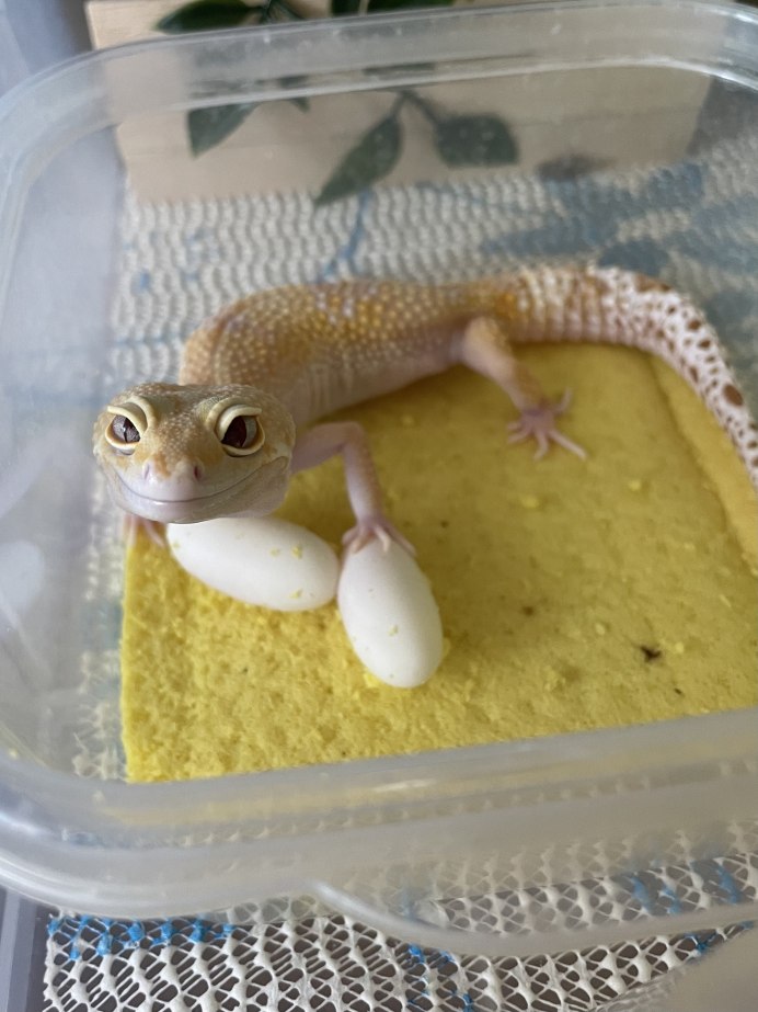 Экскременты эублефара