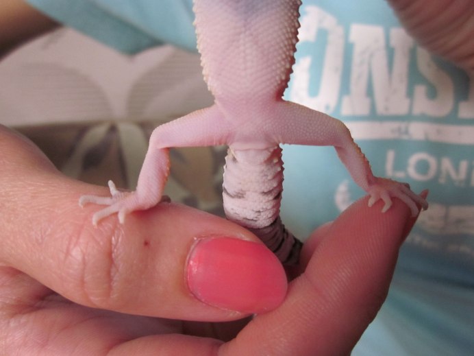 Эублефар беременность