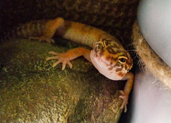 Эублефар улыбка желтые с точечками