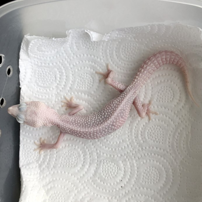 Эублефар фото