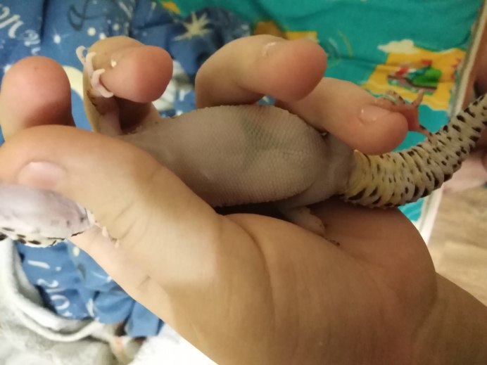 Эублефар альбинос