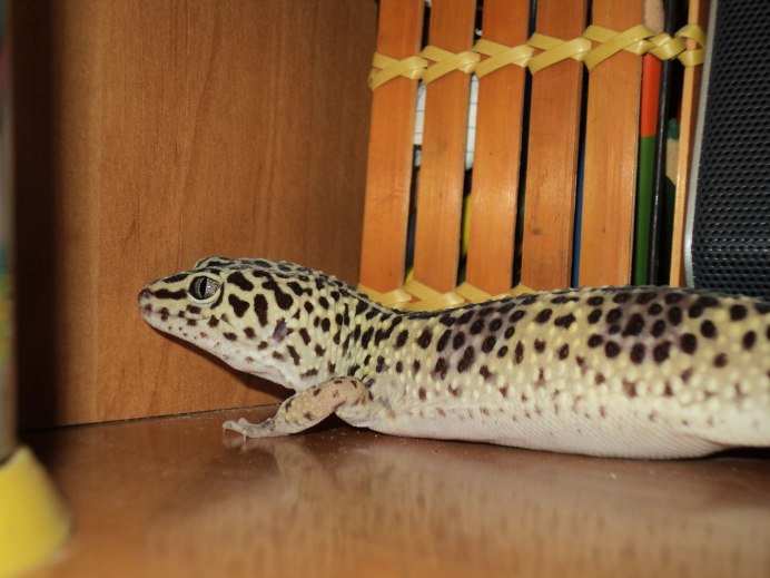 Сирийский эублефар