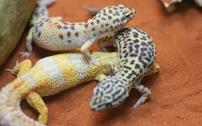 Геккон малыш