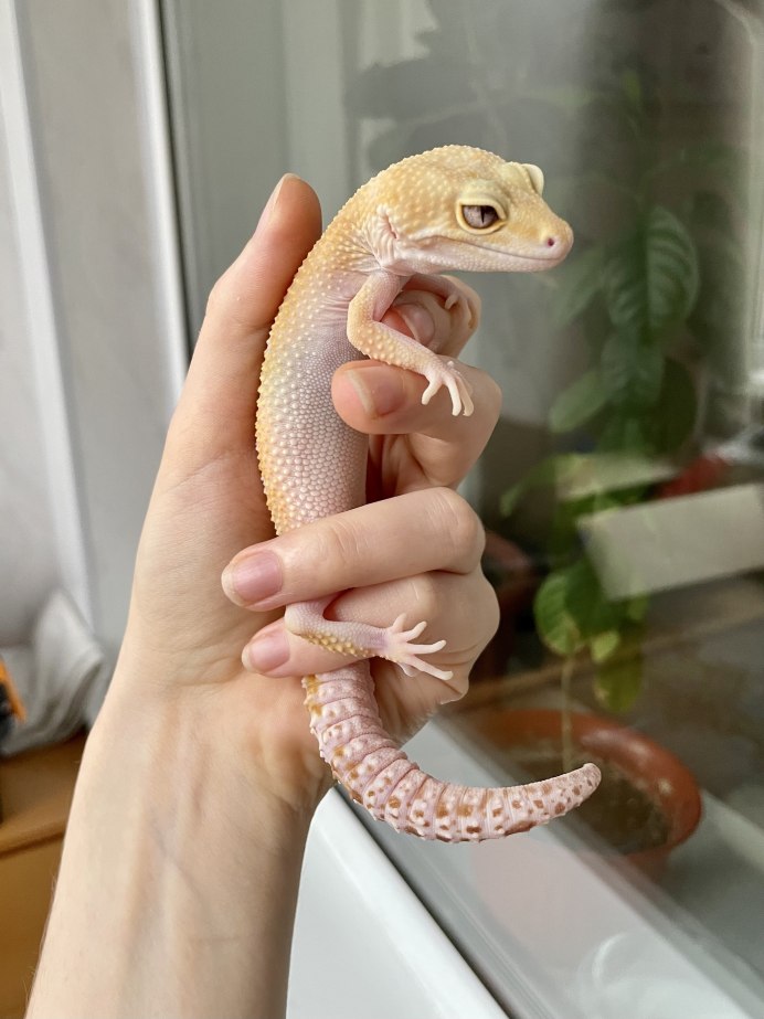 Эублефар морфы Танжерин