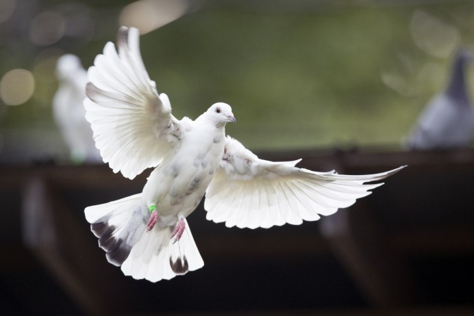 Flying Pigeon летающий голубь