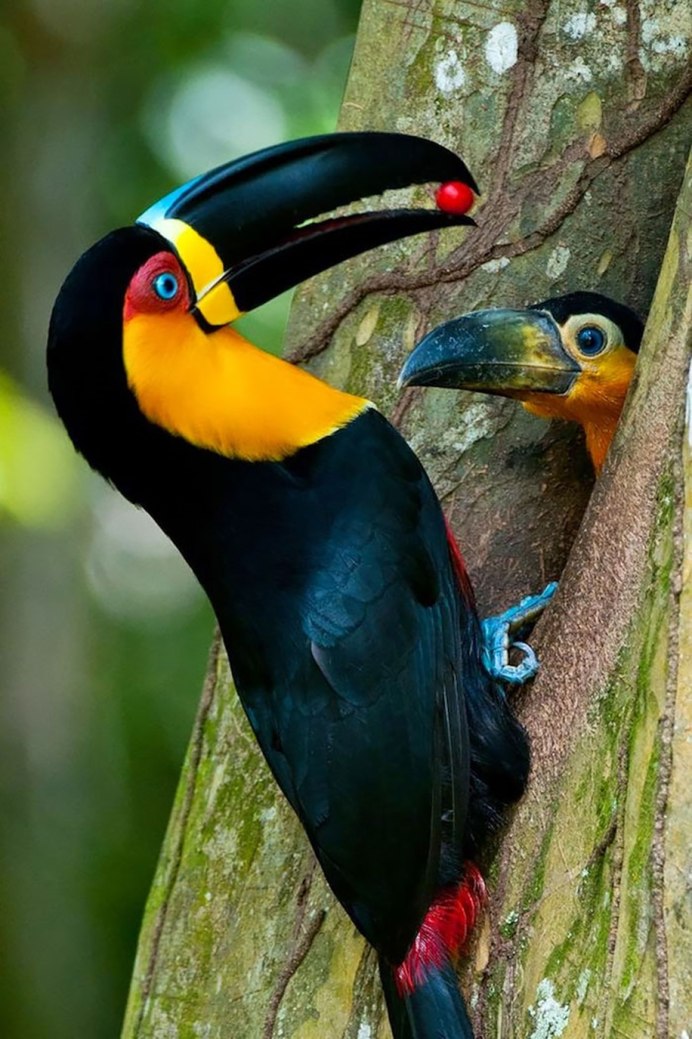 Тиссовая синица Parus varius