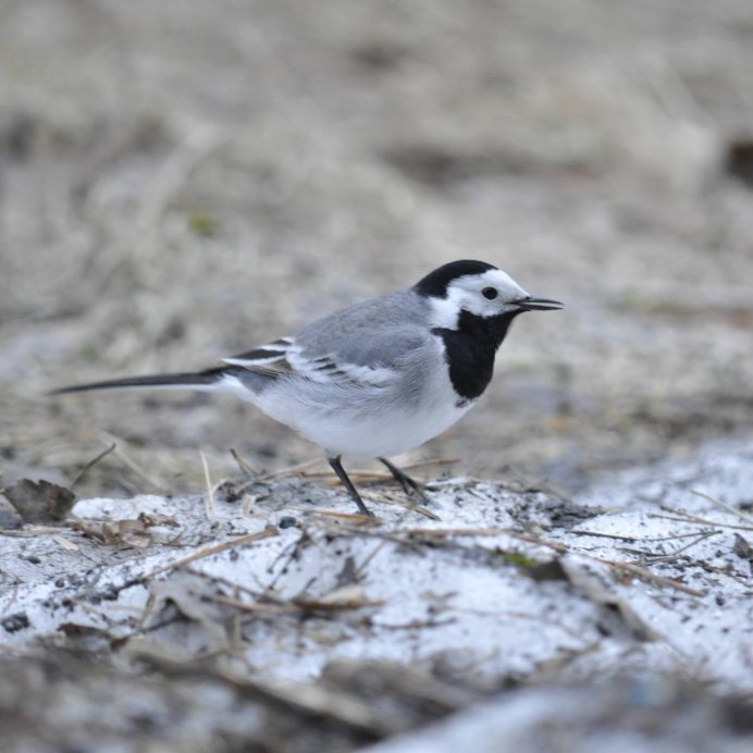 Белая трясогузка