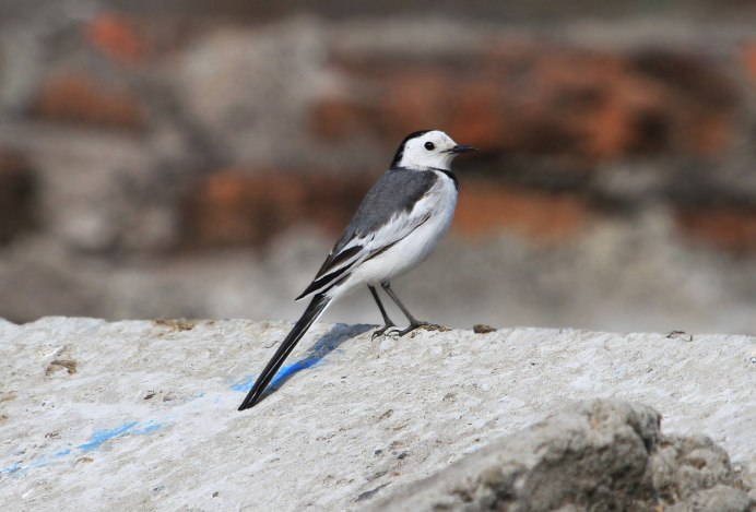 Белая трясогузка