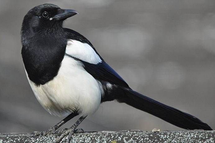 Черная птица с белыми пятнами