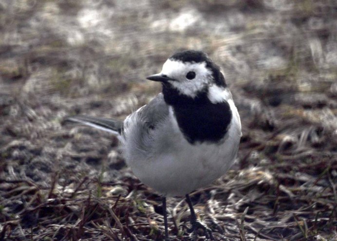 Мухоловка пеструшка