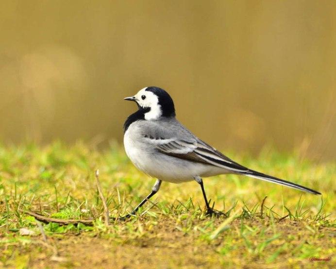 Птица с черно белыми крыльями