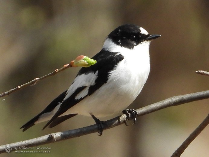 Мухоловка-белошейка (Ficedula albicollis)