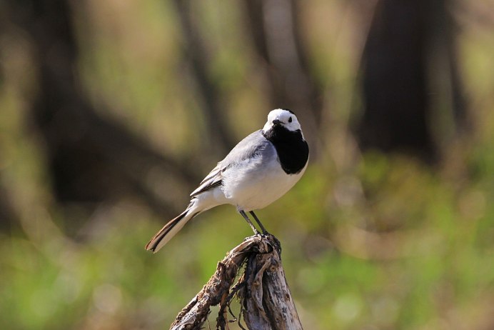 Черная сорока