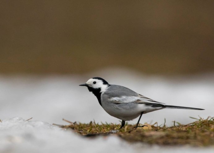 Трясогузка белая трясогузка