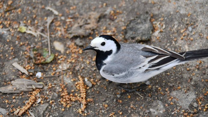 Трясогузка Дрозд