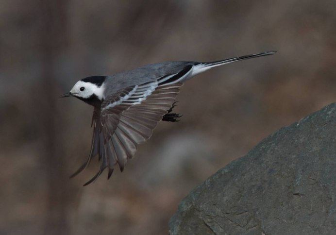 Трясогузка с белой головой