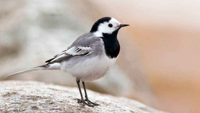 Белая трясогузка Motacilla Alba