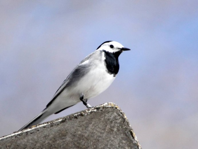 Белая трясогузка