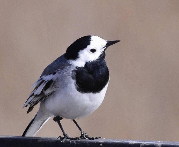 Мадагаскарская трясогузка