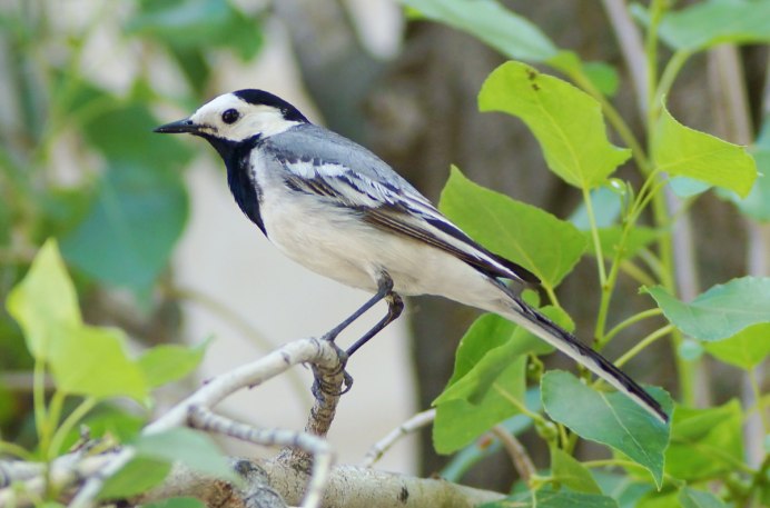 Сорока обыкновенная