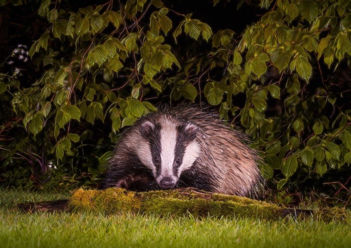 Badger флеш