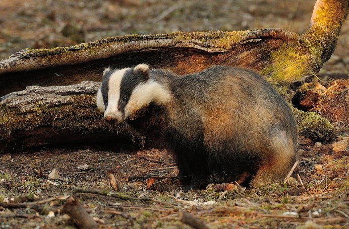 Американские Барсуки (Taxidea Taxus)