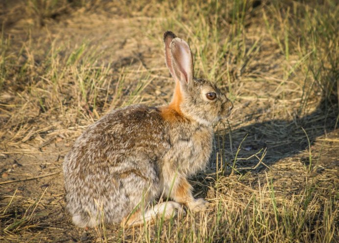 Зайцеобразные Русак