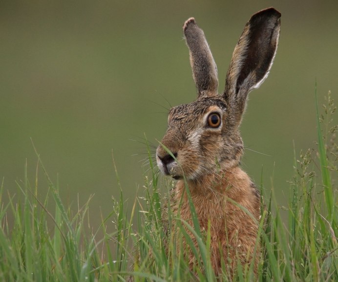 Степной заяц Русак