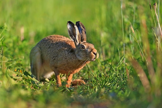 Заяц Русак (Lepus europaeus)
