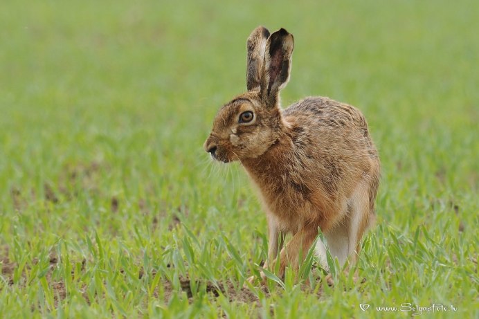Серый заяц-Русак