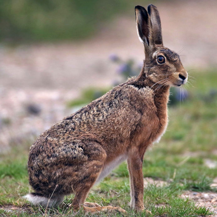 Заяц Беляк толай и Русак