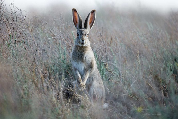 Заяц Русак (Lepus europaeus)
