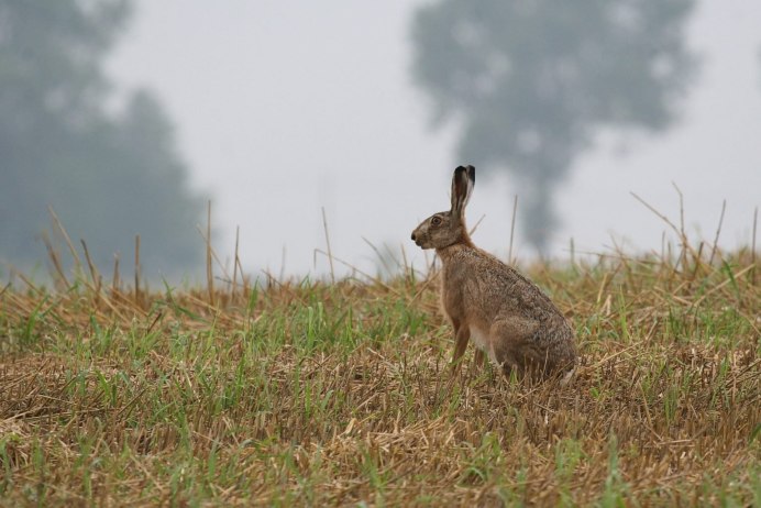 Заяц Русак (Lepus europaeus)